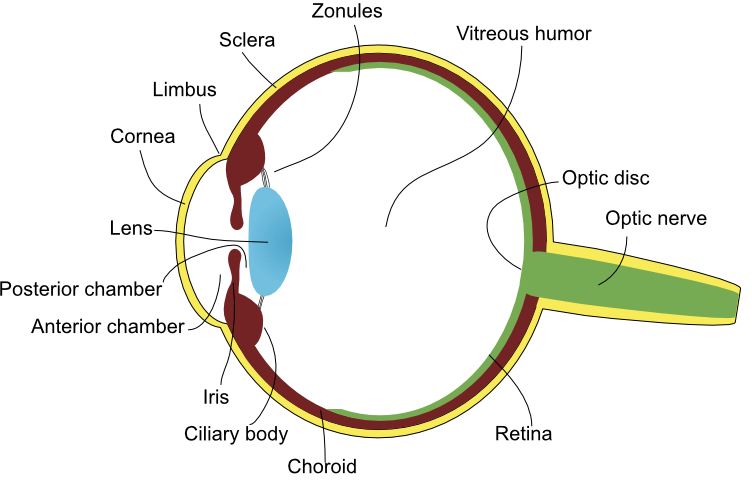 Cartoon of the globe illustrating many of the important anatomical structures. Note that the uvea is composed of the structures coloured red (the iris, ciliary body, and choroid).