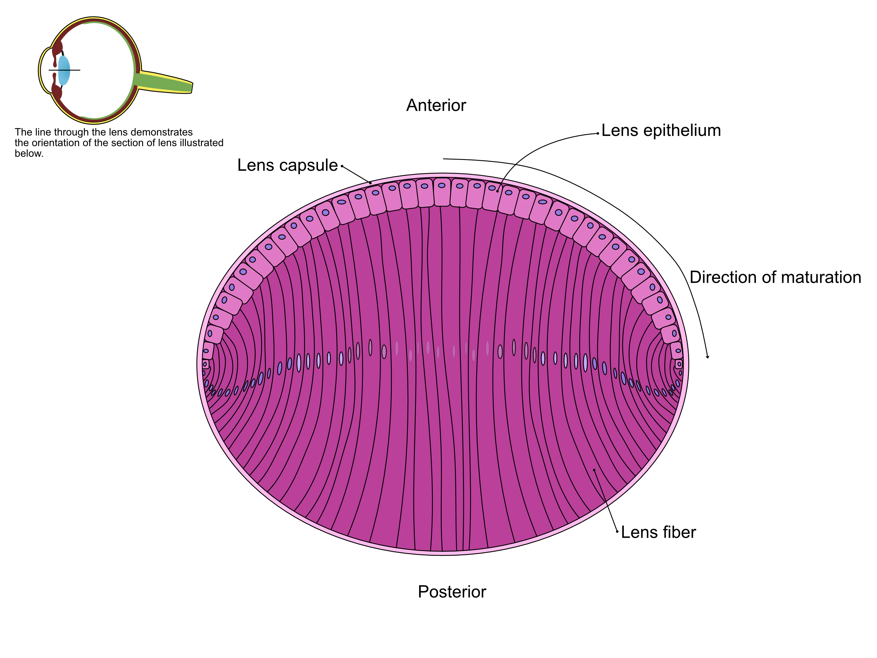 An anterior-posterior illustration of the lens, demonstrating the anterior epithelium, nuclear bow, lens capsule, and lens fibers.