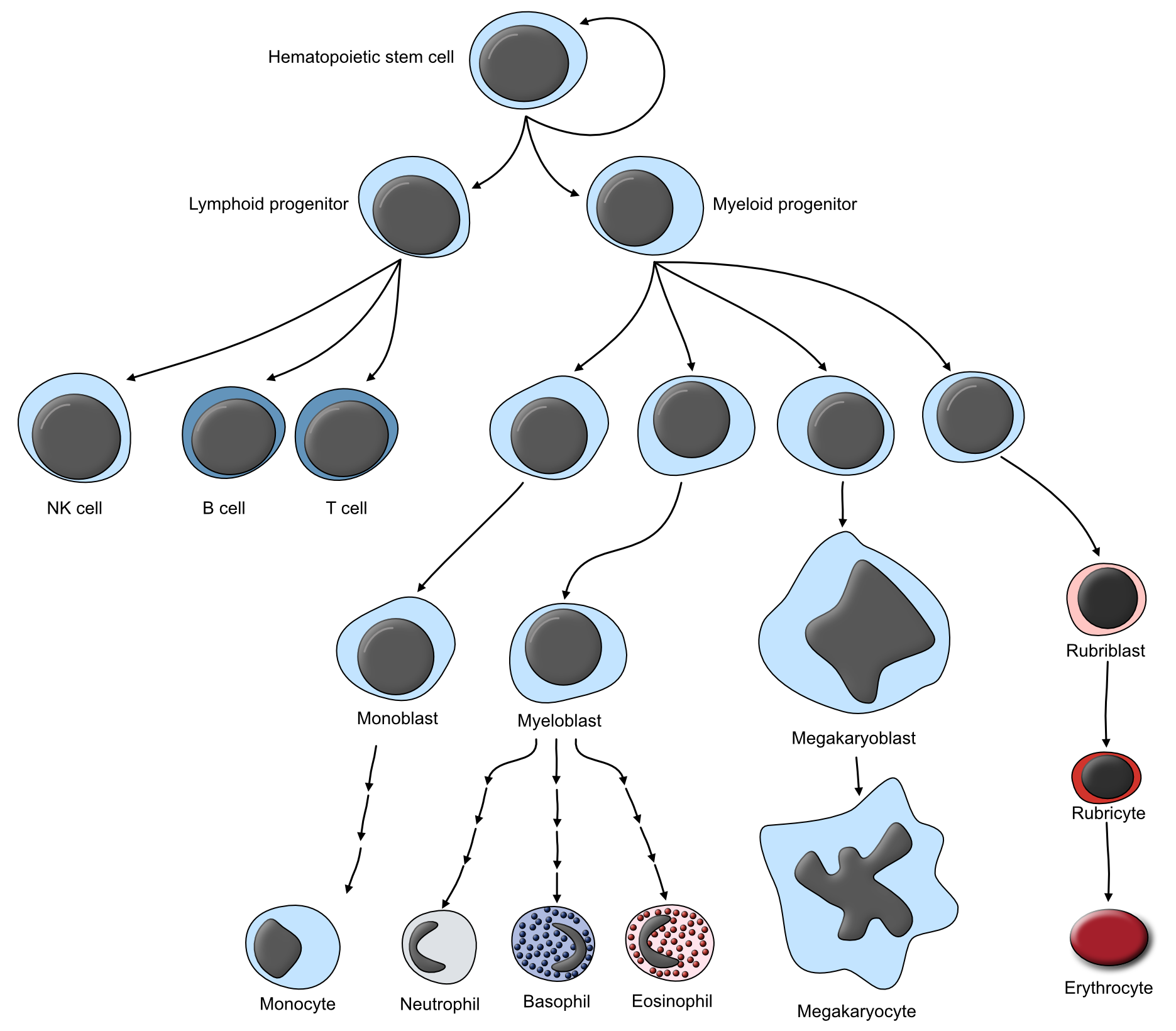 Schematic illustrating the progressive maturation of the various lineages of circulating blood cells.