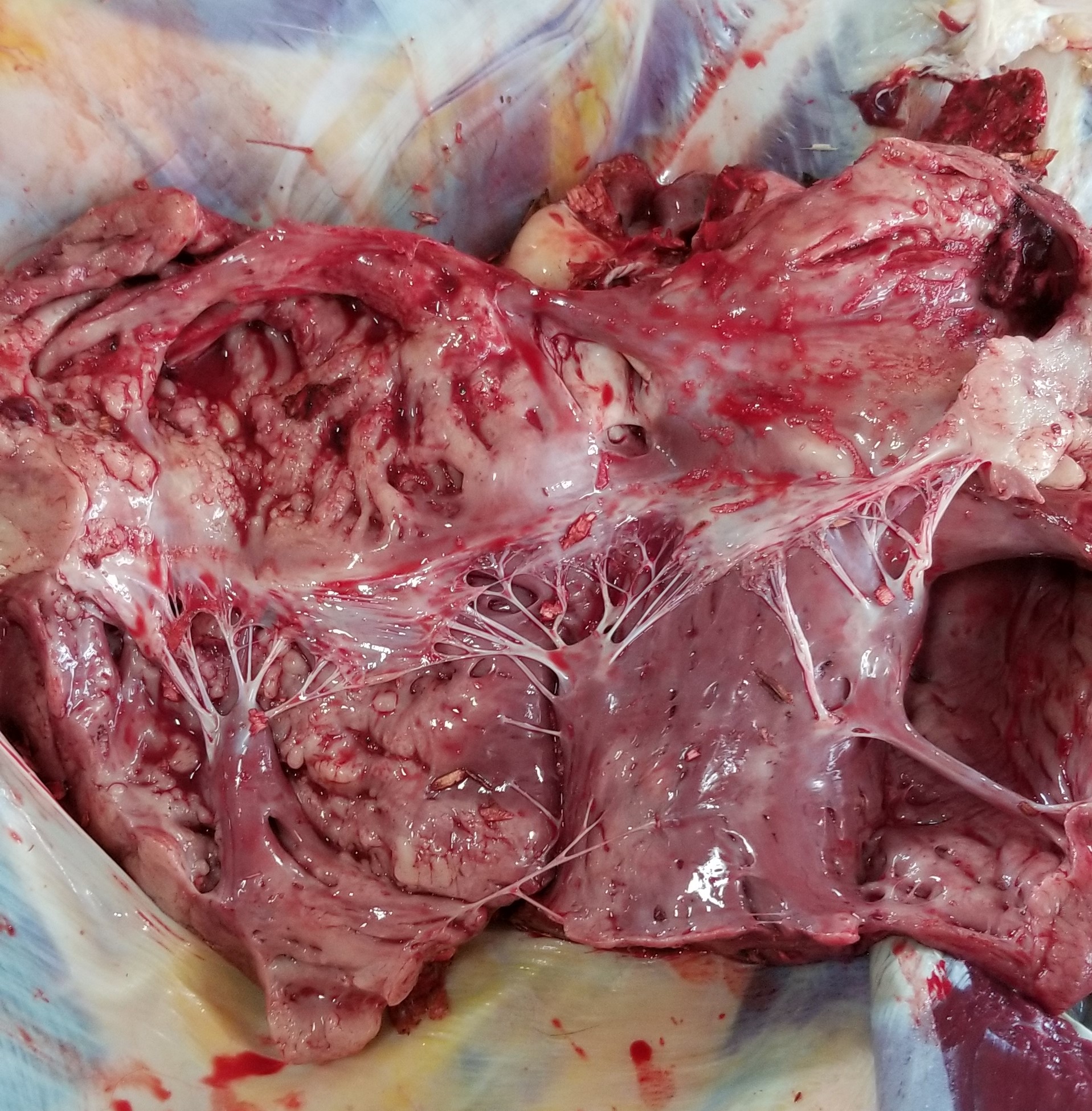 In this example of bovine leukosis, there are multiple raised white nodules throughout the myocardium of this heart (you are looking into the opened left atrium and ventricle). Photo courtesy of J. Schenkels, class of 2022.