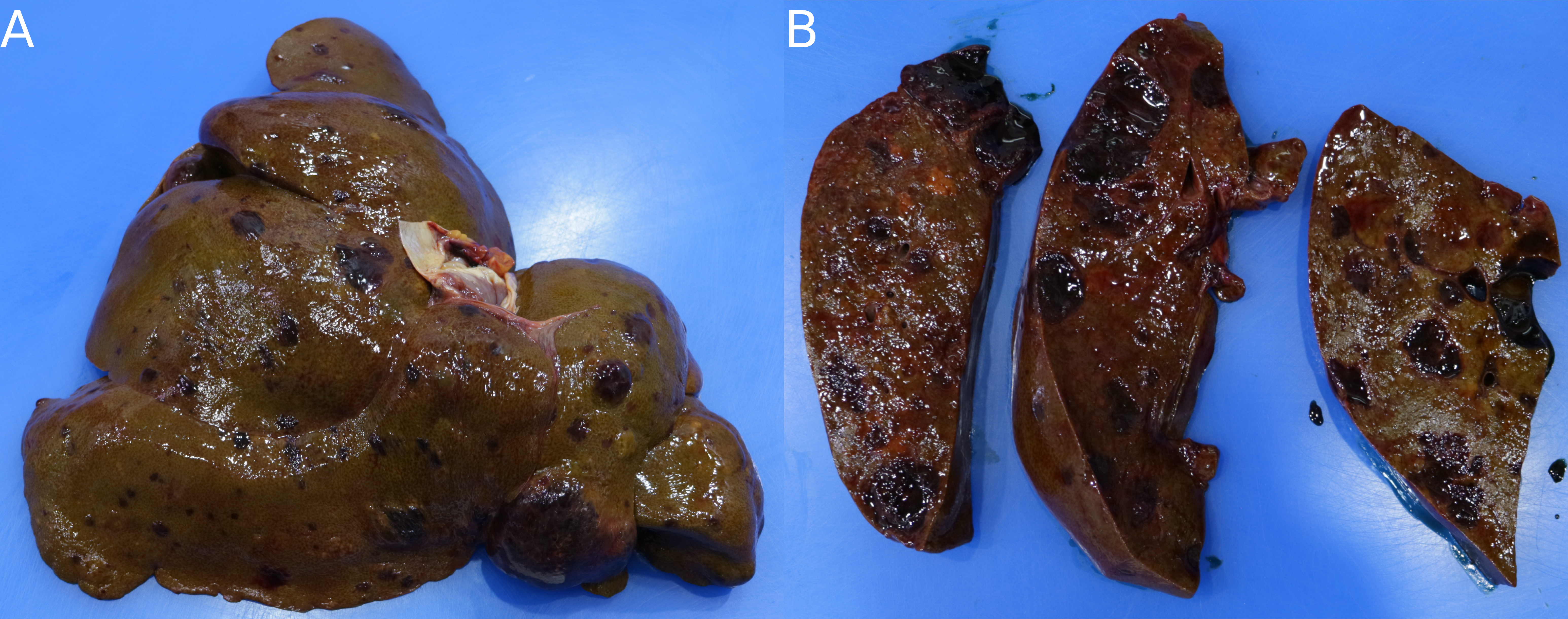 A) A canine liver with multiple, variably sized, raised, roughly spherical masses protruding from the capsular surface. B) On cut section, the masses are red, geletinous, well-demarcated, and roughly spherical.