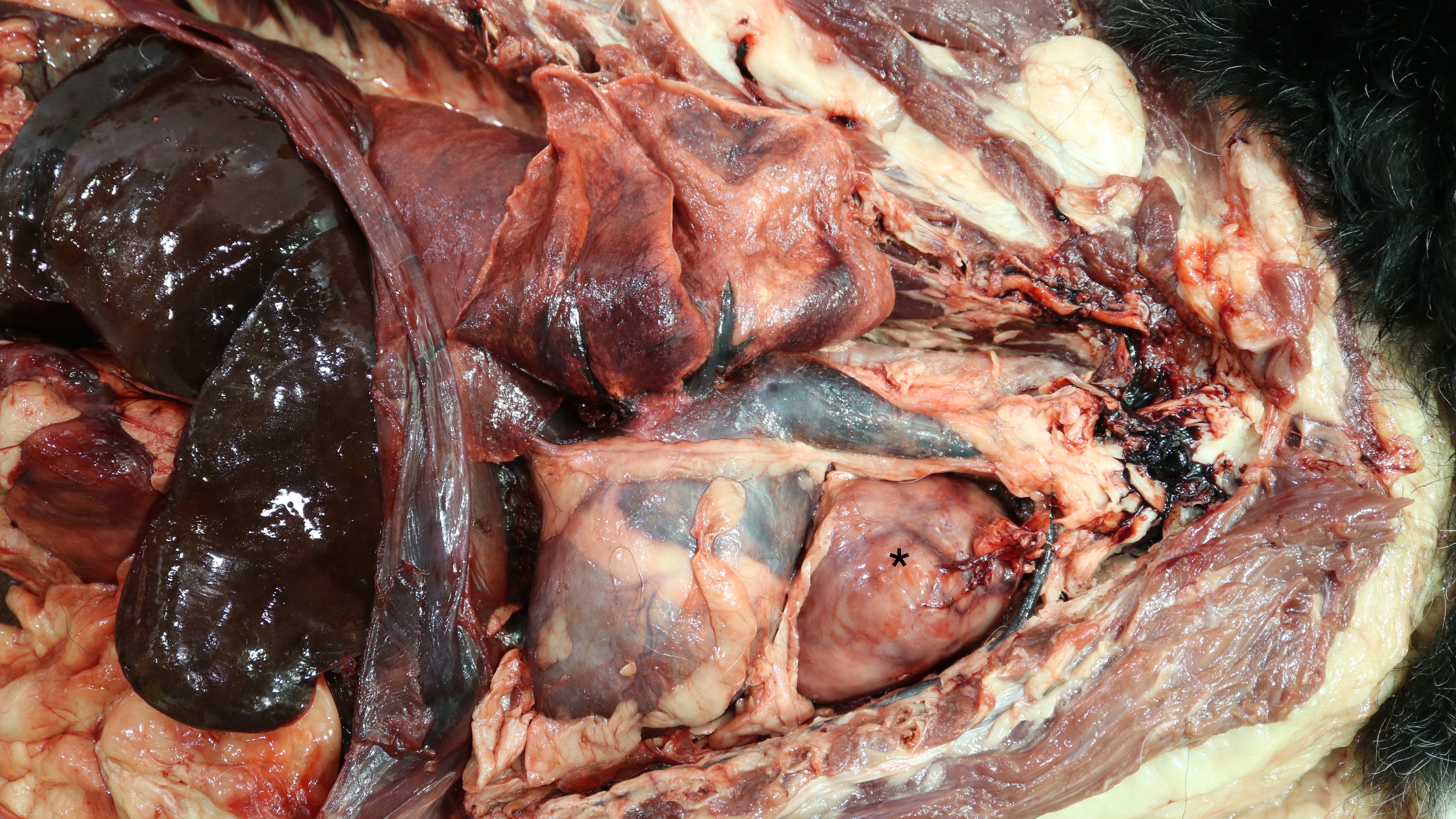 The asterix marks a firm, white, multilobular mass in the cranioventral thorax of this dog. Differential diagnoses include thymoma and thymic lymphoma (histopathology was not performed in this case).