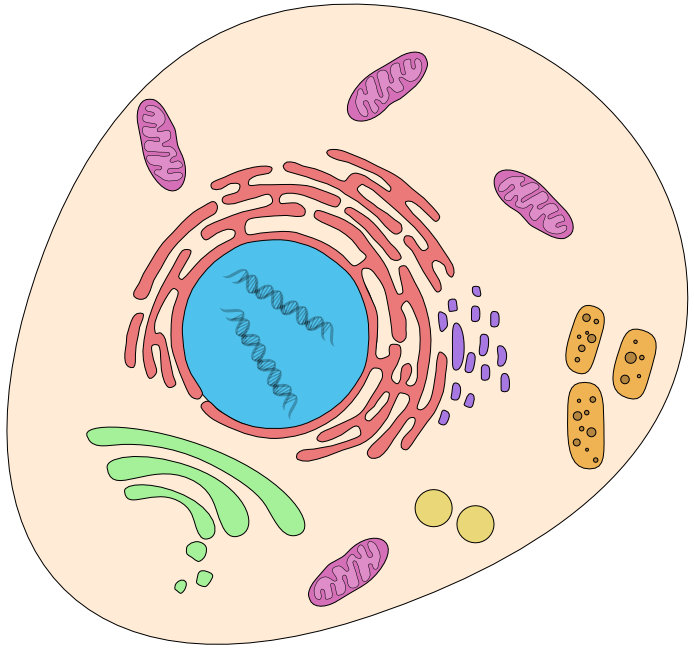 Figure of a cell