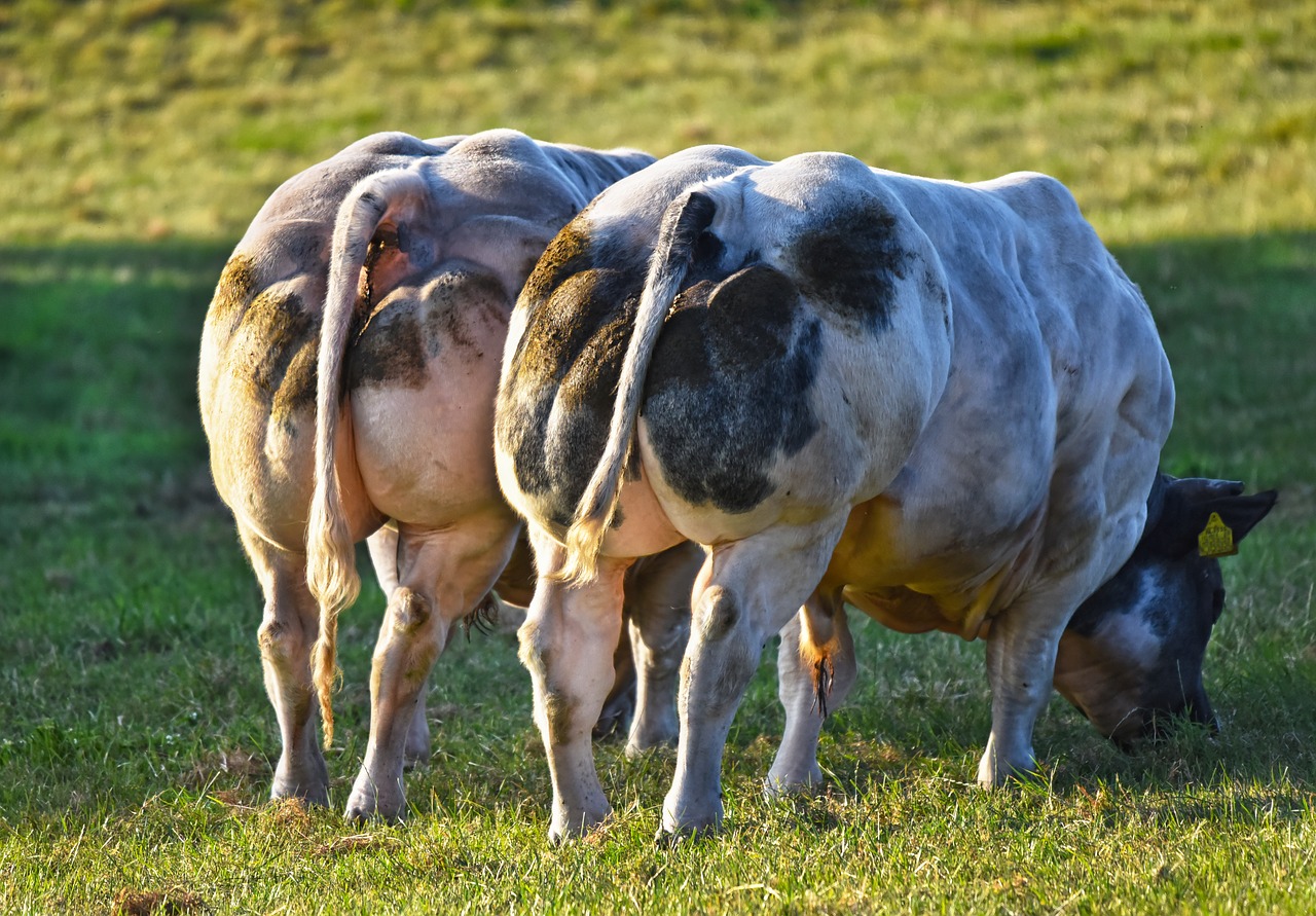 Two Belgian Blue cattle showing marked muscular hyperplasia of the rump.