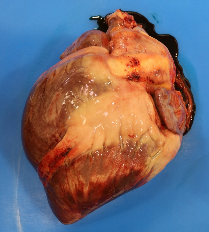 Equine heart demonstrating marked myocardial necrosis, manifesting as pale white streaks across the ventricle. Photo: C. Martin