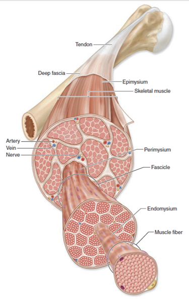 Structure and anatomy of muscle