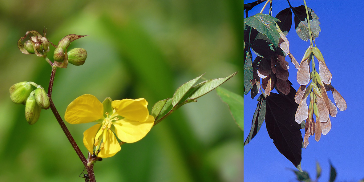 Left: A coffee senna plant. Photo by Jee and Rani Nature Photography (License: CC BY-SA 4.0, https://commons.wikimedia.org/w/index.php?curid=9452256). Right: Box elder (Manitoba) maple seeds.