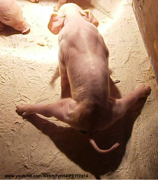 Piglet affected by splayleg