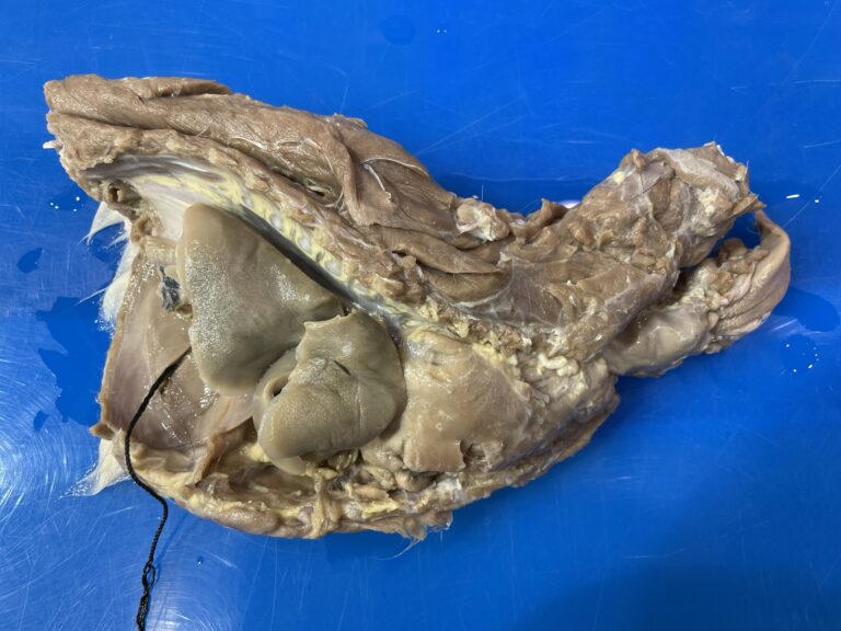 Thorax from a cat